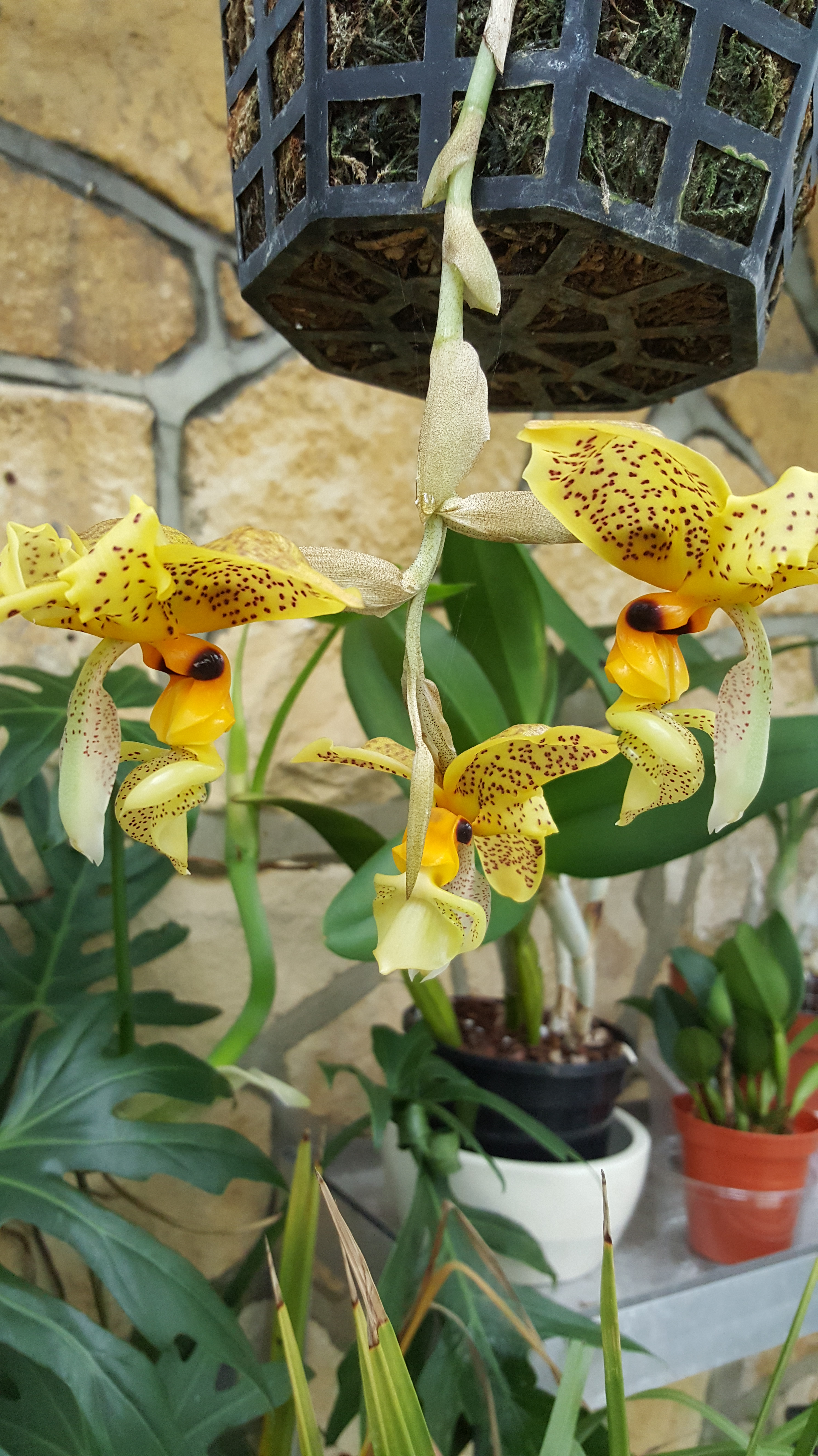 20161117_132619[2892]