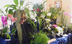 Our display at Croyden Orchid Society Show